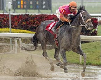 Pants On Fire may get crack at Gulfstream Handicap
